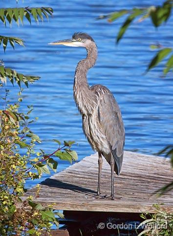 Great Blue Heron_26042.jpg - Great Blue Heron (Ardea herodias) photographed near Lindsay, Ontario, Canada.